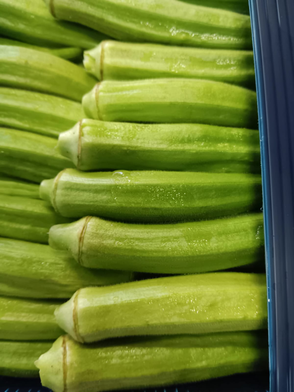 Rotana Export 9 14 | Rotana Export