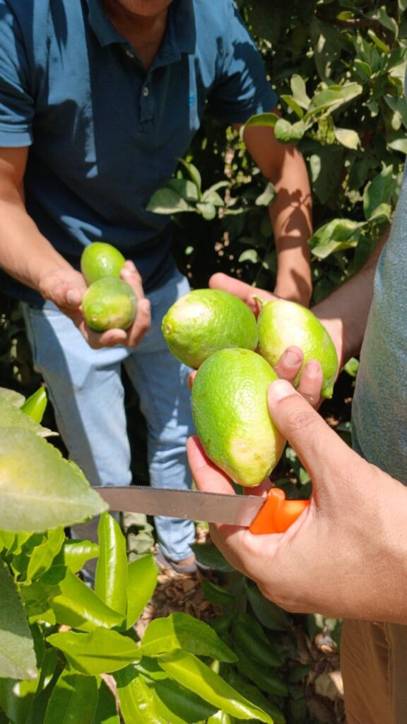 lemon | Rotana Export