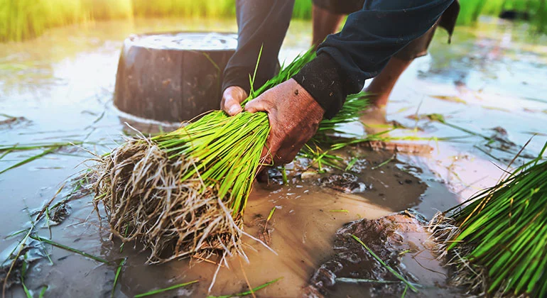 agriculture product | Rotana Export