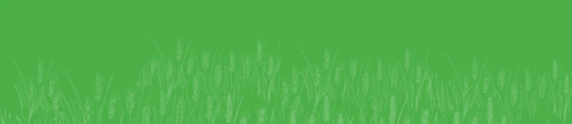 Rotana Export 12 wheats 2 | Rotana Export