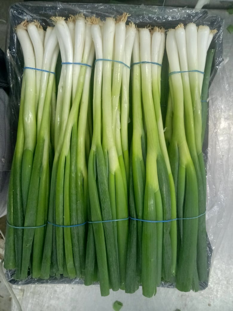 Rotana Export 10 56 | Rotana Export