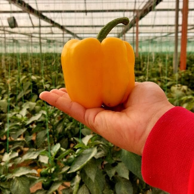 Rotana Export 3 63 e1768142728829 | Rotana Export