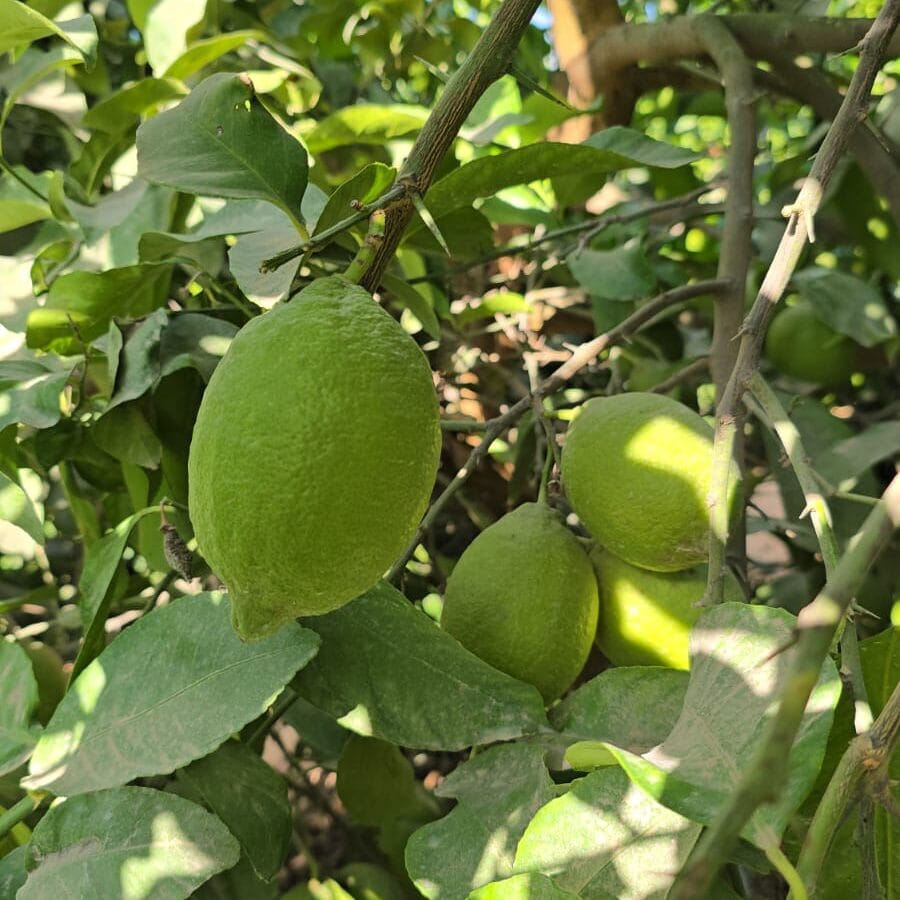 Rotana Export 5 WhatsApp Image 2026 01 23 at 2.17.08 AM e1769128331281 | Rotana Export